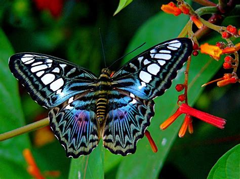 8 most beautiful butterflies in the world