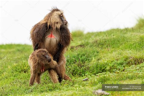 Male And Female Baboons Copulating On Wet Meadow During Overcast Day In Africa — Park Copy