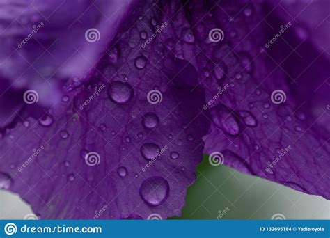 Macro Details On Purple Flores Stock Photo Image Of Pink Life 132695184