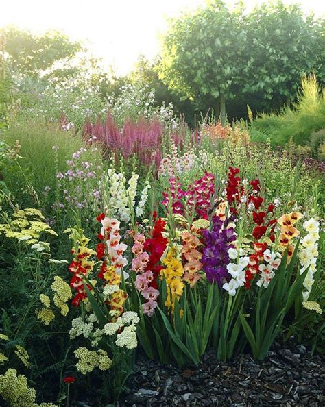 Growing Gladiolus In The Garden Flower Garden Design Gladiolus