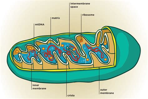 Draw A Well Labelled Diagram Of Mitochondria