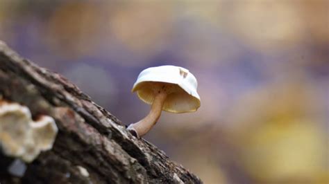 Mushroom Growing On Fallen Tree Free Nature Stock Footage Youtube