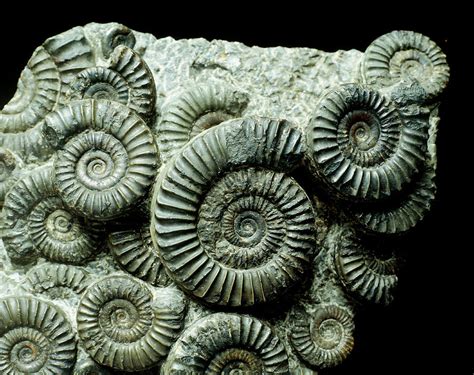 Fossil Ammonites Photograph By Sinclair Stammersscience Photo Library
