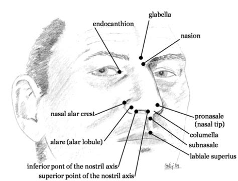 Parts Of The Human Nose And Their Functions