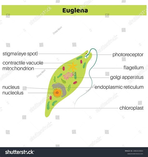 Anatomy Euglena Vector Diagram Educational Science Stock Vector