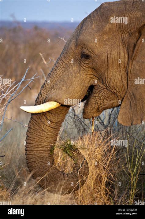 Bull African Elephant Hi Res Stock Photography And Images Alamy