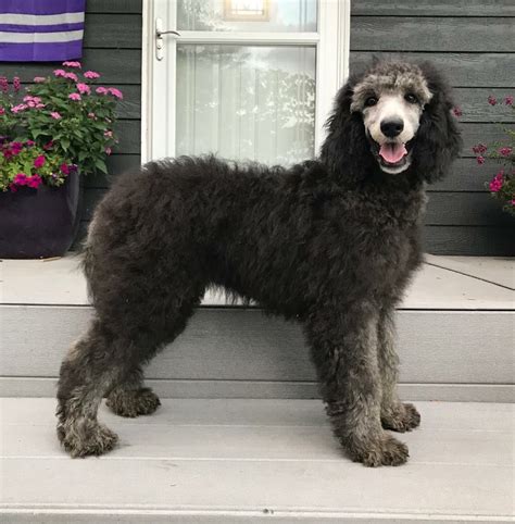 Maybe you would like to learn more about one of these? Pin by Barbara Jenkins on Lola My Silver Standard Poodle ...