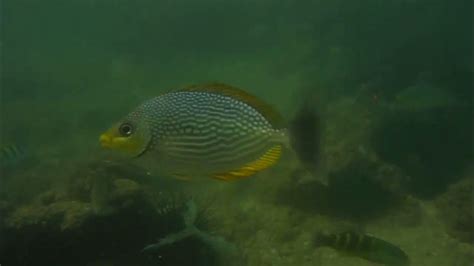 Interesting Coral Reef Fishes Hikkaduwa Sri Lanka Fish Species