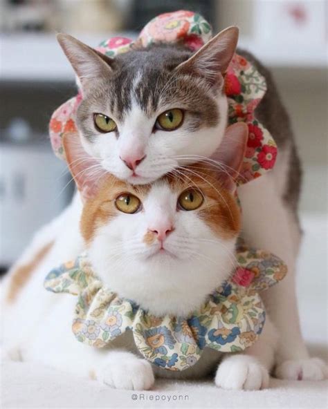 Couple Kittens Lovely Cat