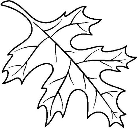 27 leaf coloring pages for preschool gallery. Pin on Leaves