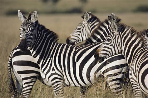 They are vulnerable to hunting throughout their range, especially when they move out of protected areas. Plains Zebra Facts, Habitat, Diet, Life Cycle, Baby, Pictures