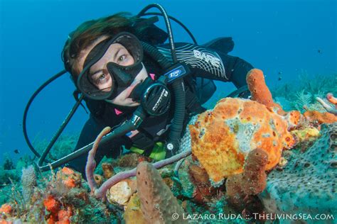 Tear Drop And Flower Gardens Reef Pura Vida Divers Discover South