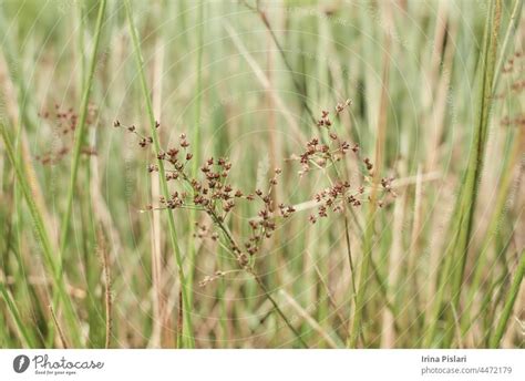 The Meadow Grass Tall Fescue Festuca Partensis In Spring The