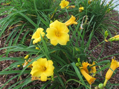 ‘stella Doro First And Last Daylily To Bloom What Grows There