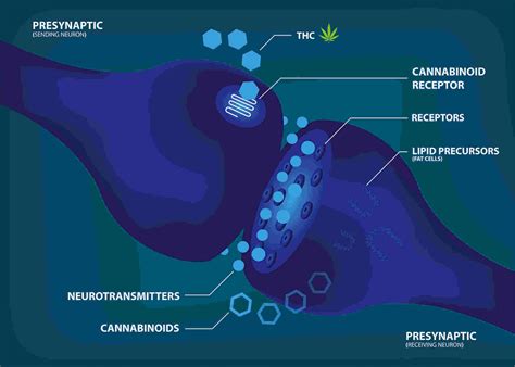 The Psychopharmacology Of Cannabis And Its Impact On Mental Health