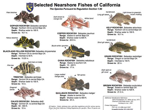 New Groundfish Regulations For Ca California Ocean Fishing Bloodydecks