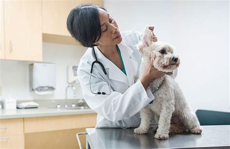 501 3 (c) nfp organization which saves: Tips for Making Your Pet's First Vet Visit a Success ...