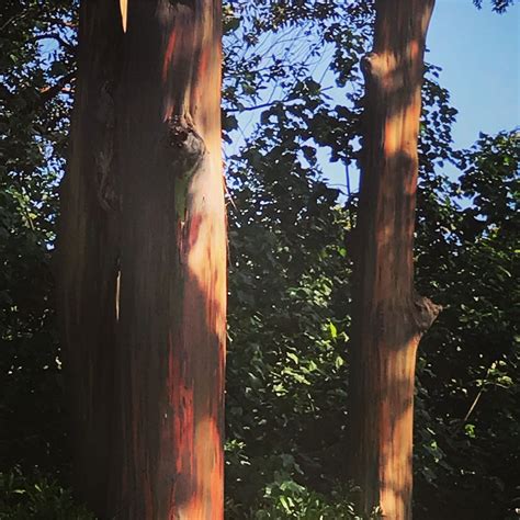 Rainbow eucalyptus trees | Eucalyptus tree, Rainbow eucalyptus tree, Rainbow eucalyptus