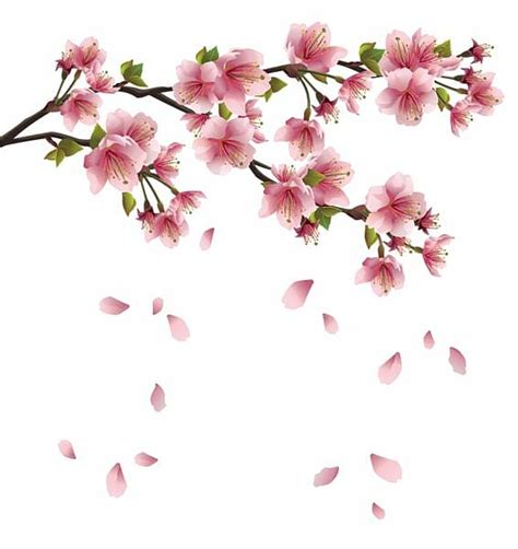 Pink Petal Falling Cherry Blossom Flower Blossom Petals Sakura