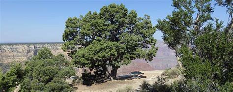 Juniper Years Grand Canyon National Park Us National Park Service