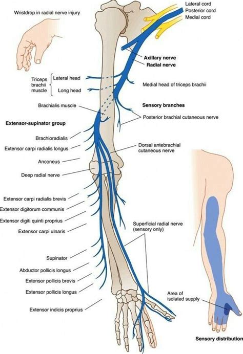 Radial Never Injury Radial Nerve Anatomy Medical Anatomy