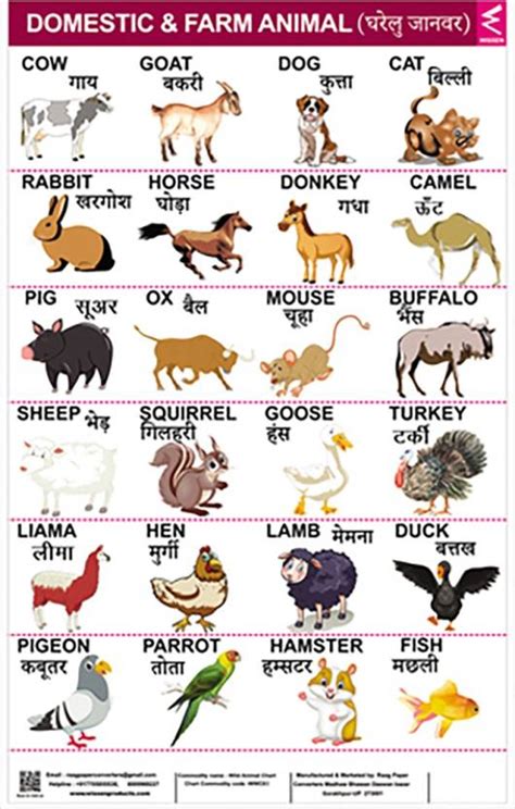 Domestic Animals Wall Chart 2235 Inch Paper Print Educational