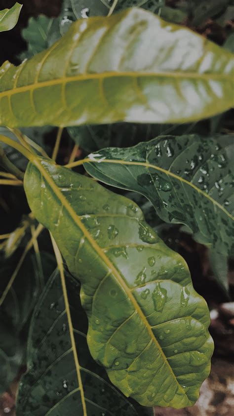 Tentu saja kumpulan tema acara yang menarik memang telah banyak dicari oleh orang di internet. Pin oleh Ãm Ïnê di Mentahan di 2020 | Foto alam, Fotografi ...