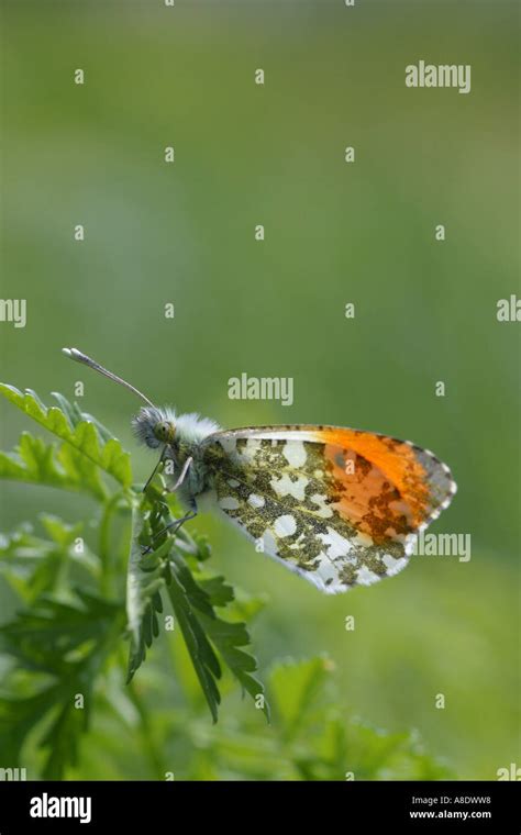 Orange Tip Butterfly Anthocharis Cardamines Male Stock Photo Alamy