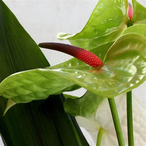 How To Propagate Anthurium Caring For Propagated Anthurium