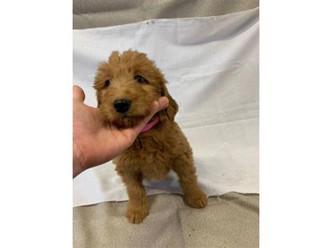 With our years of breeding these mini labradoodles we know that there can be a lot of varieties when it comes to the miniature labradoodle size, hair coat. 8 Labradoodle puppies for sale in New Philadelphia, Ohio ...