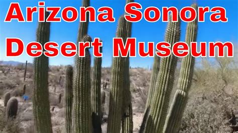 Arizona Sonora Desert Museum This Place Has It All Youtube