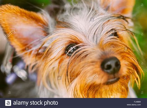 Yorkshire Terrier Mini Toy Hi Res Stock Photography And Images Alamy