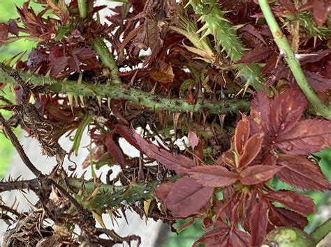 EDDMapS Record ID: 8265033 - rose rosette disease (RRD) (Emaravirus RRD