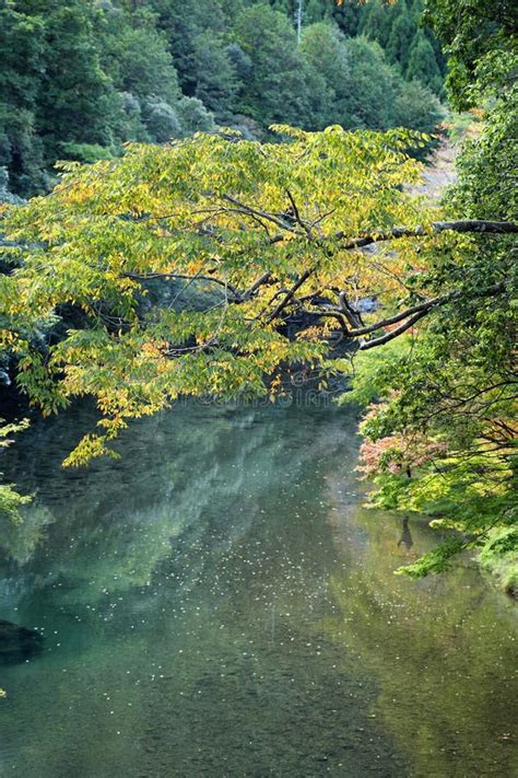 Beautiful Autumn Scene Along Kiyotaki River In Kyoto Japan Stock Image