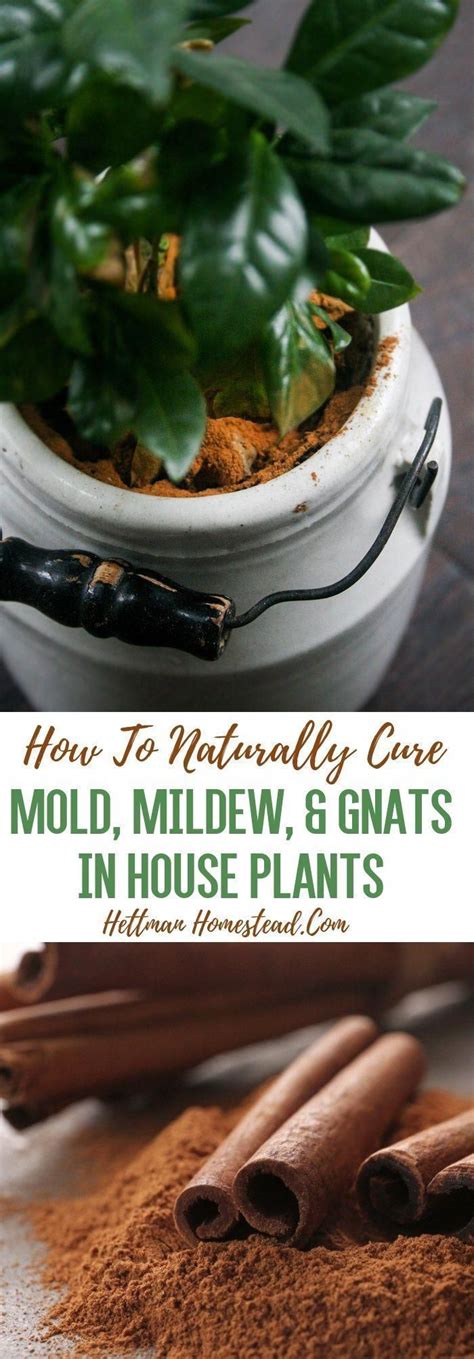 Try not to crush them on surfaces such as carpets, seeing as they are known to leave behind stains. How to naturally get rid of gnats, mold, and mildew in ...