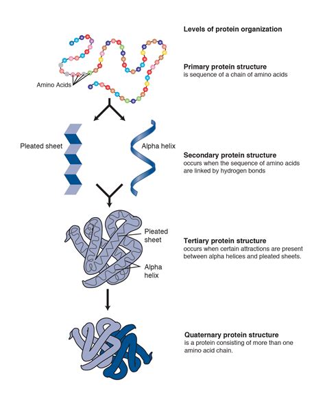 Introduction To Protein Architecture The Structural Biology Of Proteins