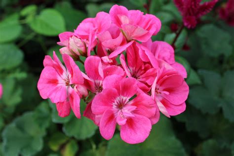 무료 이미지 자연 꽃잎 가을 식물학 플로라 꽃들 제라늄 관목 핑크 꽃 꽃 피는 식물 장미 가족 게 라니과 빨간 국화 연간 공장 육상 식물