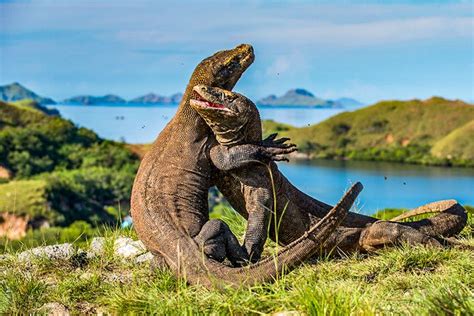 9 Pulau Di Taman Nasional Komodo Kunjungi Saat Liburan Ke Sana Halaman