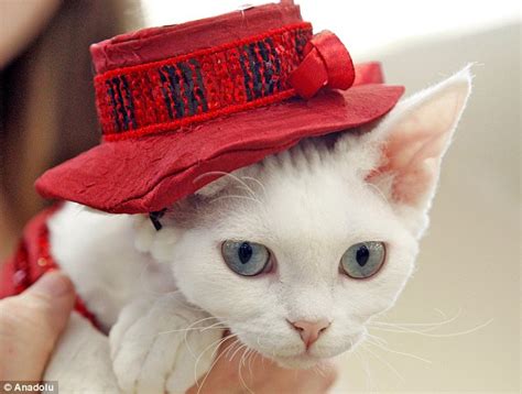 30 cat halloween costumes for your ferocious little beast. Kiev's annual cat show includes rare felines from dwarf ...