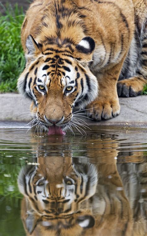 Tiger Drinking Water I Like The Reflection On This Shot