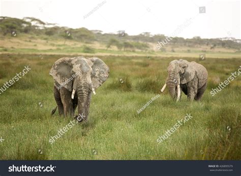 Migrating Elephants African Savanna During Rainy Stock Photo 426895579