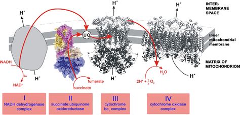 Crystal Structure Of Mitochondrial Respiratory Membrane Protein Complex