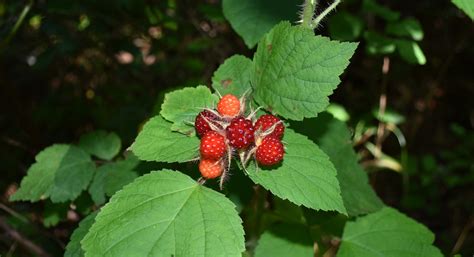 Seeking The Super Six Summer Fruits Virginia Dwr