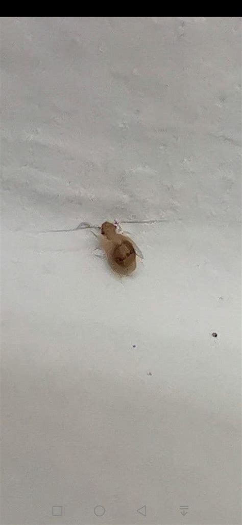What Is This Bug Found On My Walls Whatsthisbug