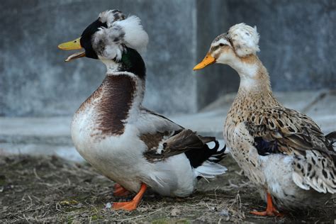 Crested Ducks Complete Breed Guide Fowl Guide