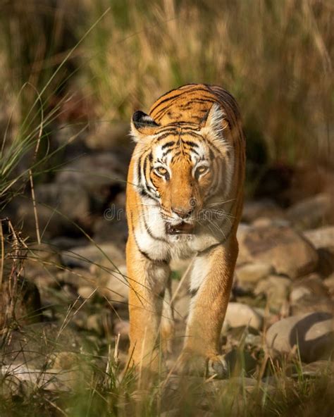 Wild Adult Bengal Female Tiger Or Panthera Tigris Closeup Head On With