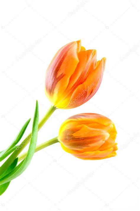 Two Orange Tulips — Stock Photo © Pholien 2251681