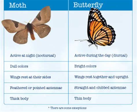 Butterflies And Moths Facts