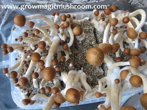 Grow Magic Mushroom