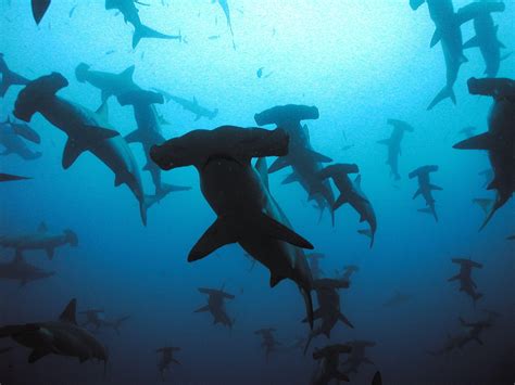 Hammerhead Shark Wallpapers Top Free Hammerhead Shark Backgrounds